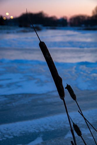 Pulvérisation de scirpe sur Andrea Ooms