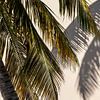 Palm tree Curaçao tropical atmosphere by Dennis en Mariska