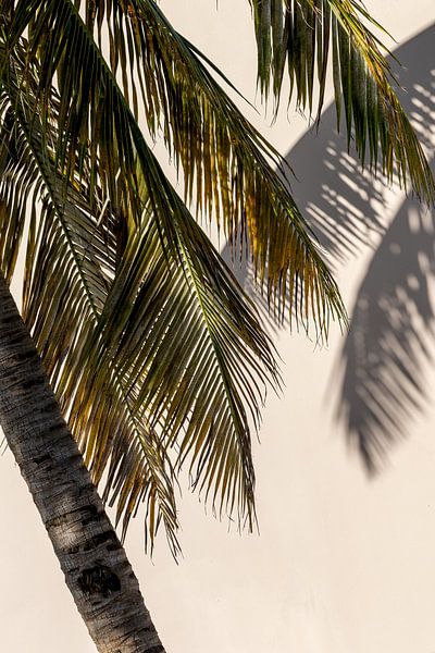 Palm tree Curaçao tropical atmosphere by Dennis en Mariska