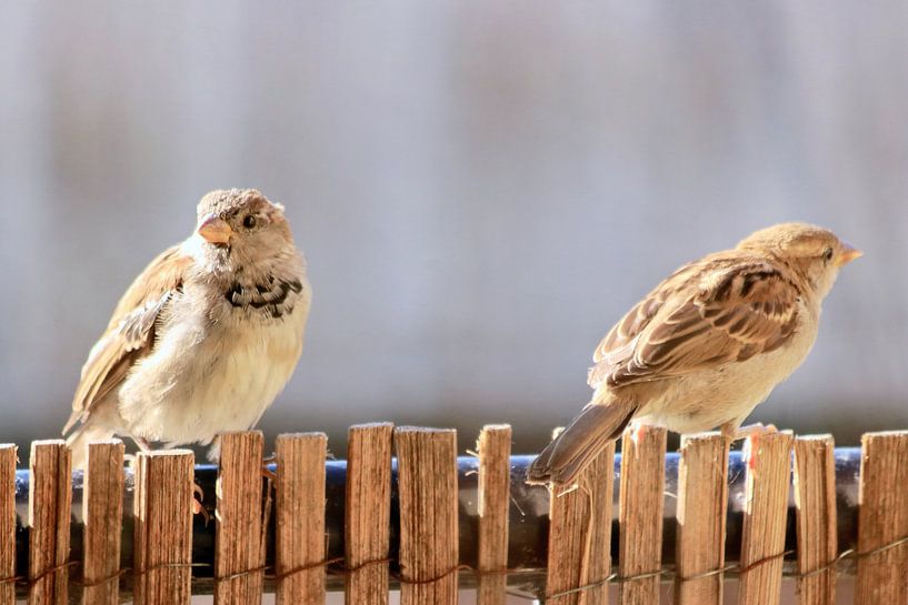 Zwei gewöhnliche Haussperlingsvögel von Bobsphotography