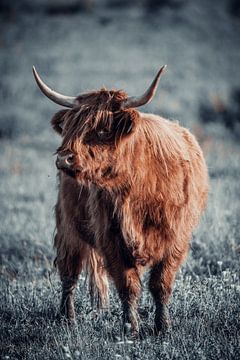 Portrait d'un Highlander écossais