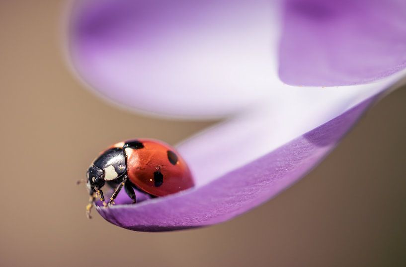 ladybird on crocus by natascha verbij