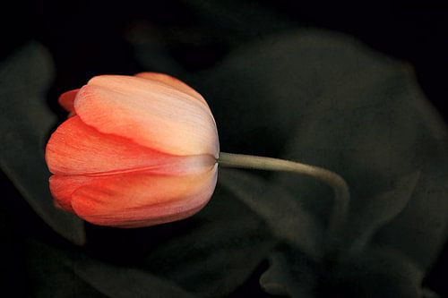 Uitzicht op een tulp