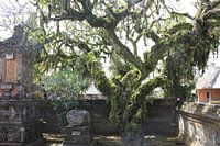 Indonesië: Geklede boom