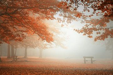 Forêt de rêve brumeuse sur Saskia Dingemans Awarded Photographer