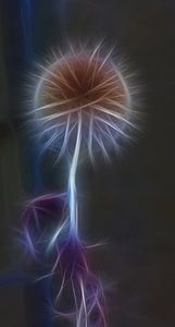 Distel