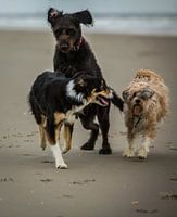 Hunde am Strand
