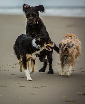 Honden op het strand van It's Sobi