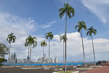 Des palmiers au parc de la Bandera