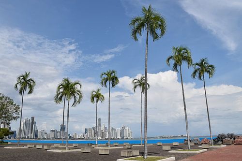 Palmbomen in het Bandera-park
