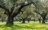 Olive orchard in Greece