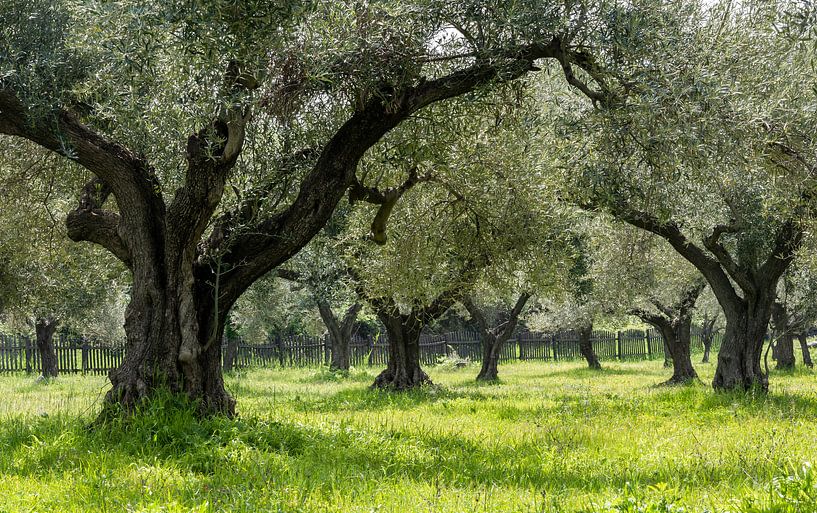 Oliveraie en Grèce par Daan Kloeg