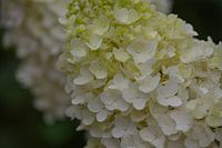 Flower dream in white and green