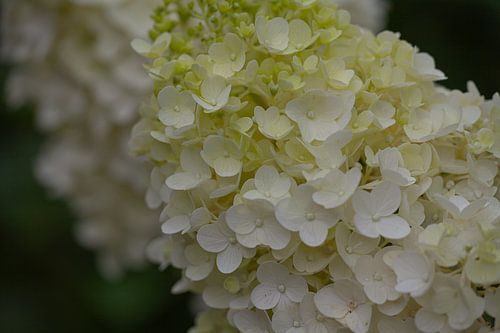 Flower dream in white and green