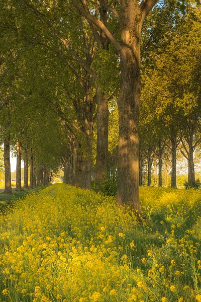 Raps - Rapssaatgut von Moetwil en van Dijk - Fotografie