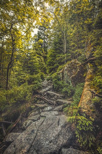 Witte Elbe Vallei [II] van rosstek ®