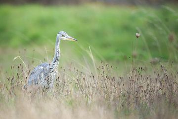 Blaureiher im Spijkenisse Polder von Glenn Vlekke