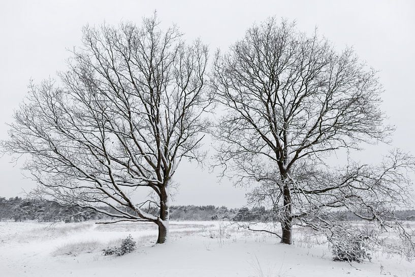 Winter landscape by Dick Doorduin