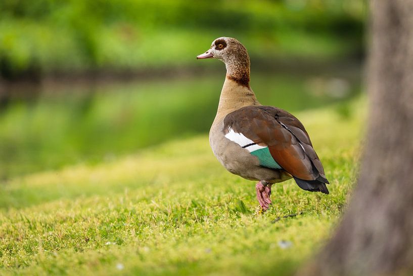 Kanada-Gans von VIDEOMUNDUM