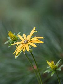 Sommerblüte von Gerhard Eisele