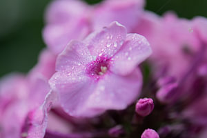 rosa Phlox