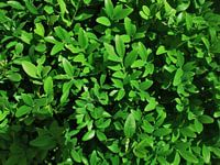 Buxus