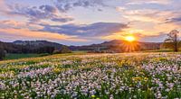 Mooie zonsondergang met bloemenweide