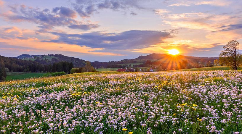 Mooie zonsondergang met bloemenweide van Andreas Föll