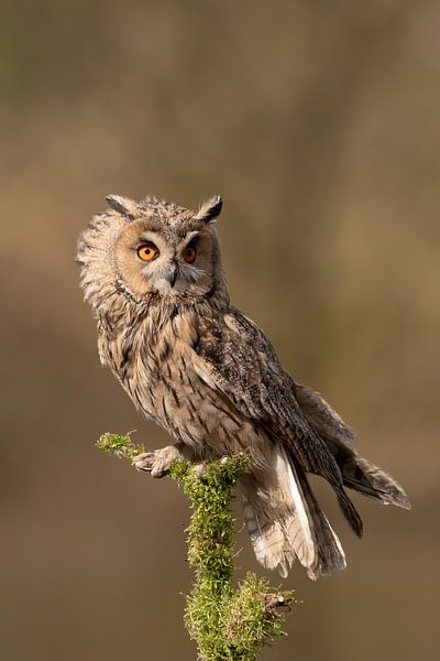 Ransuil van Samantha Rorijs