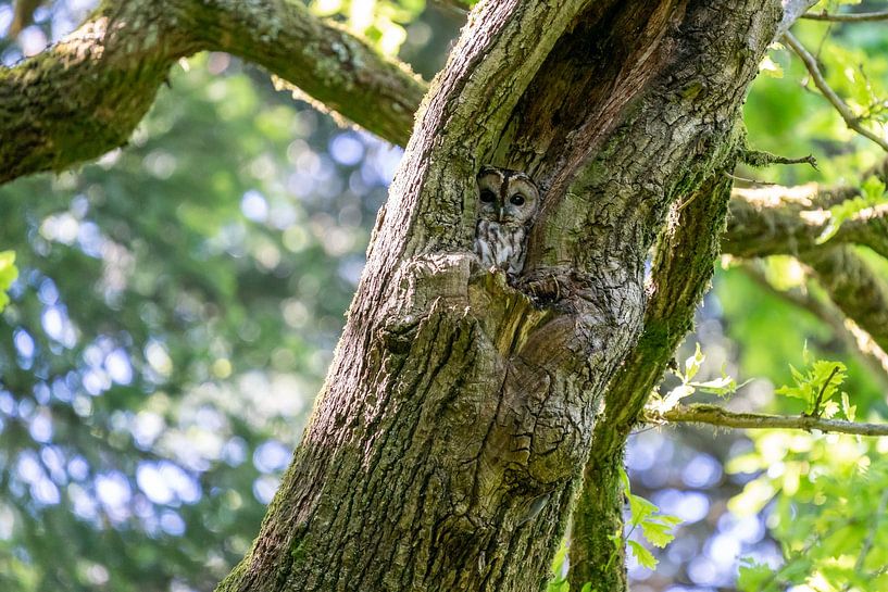 Chouette hulotte, bien camouflée par Uwe Ulrich Grün