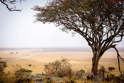 De Serengeti