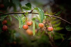 Apples by marco de Jonge