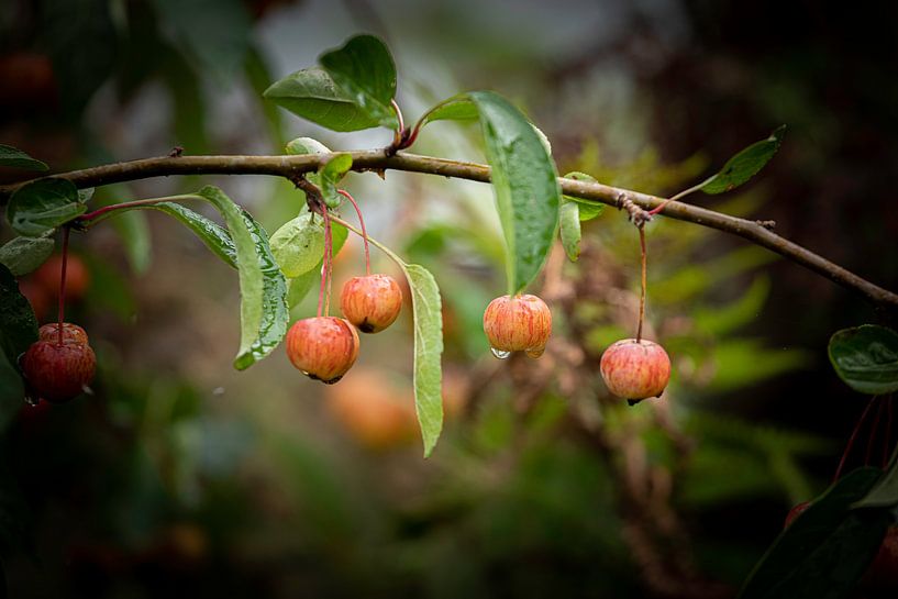 Äpfel von marco de Jonge