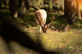 deer with butterfly by Kim van Beveren