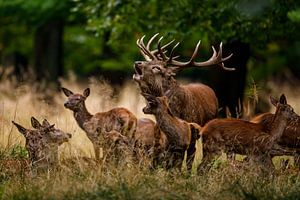cerf en chaleur