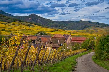 Alsace in autumn by Tanja Voigt