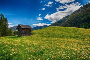 Mountain Meadow by Jaco Verheul