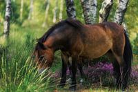Wild Horses