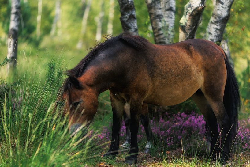 Wild Horses by Robert Szczotka