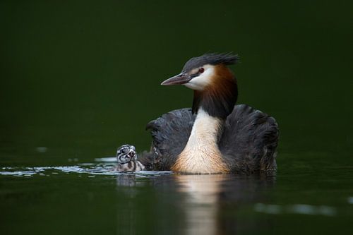Haubentaucher ( Podiceps cristatus ), Altvogel gemeinsam mit Jungvogel, alt und jung schwimmen neben