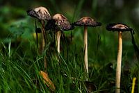 Mushroom ink mushroom (Coprinus comatus)