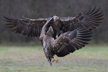 The Embrace (Two White-tailed Eagles) by Harry Eggens