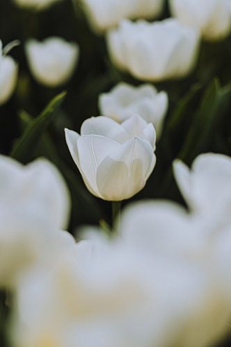 Weiße Tulpe Symphony V2