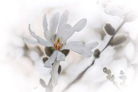 Magnolia Stellata by Alida van Luijn-Toet