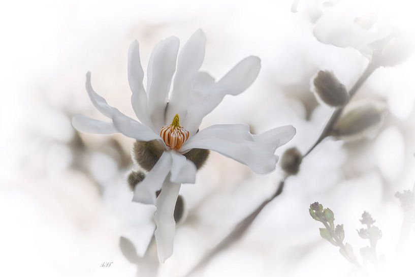 Magnolia Stellata par Alida van Luijn-Toet