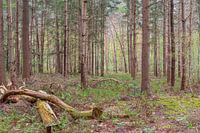 Dageraad in het bos