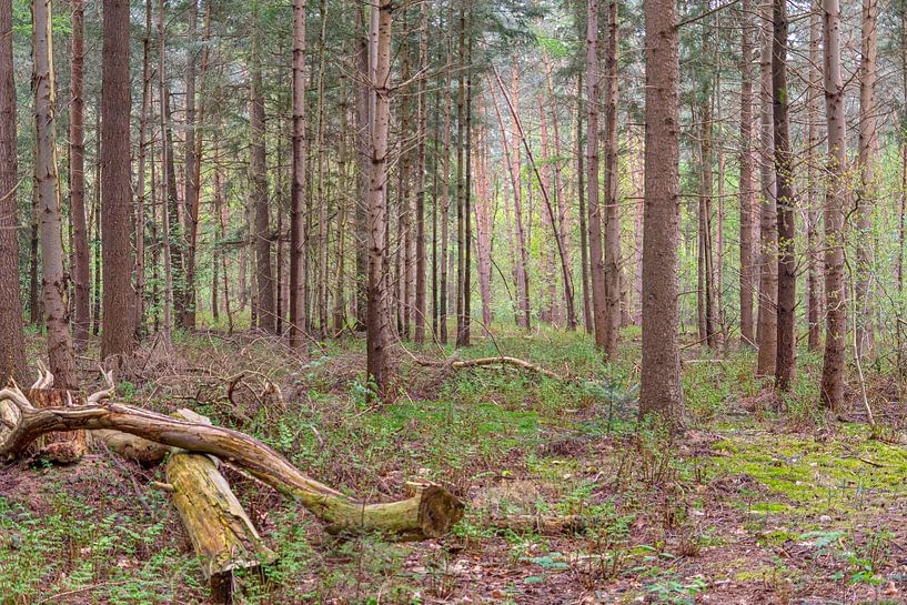 Dawn in the forest by Bas Greevink