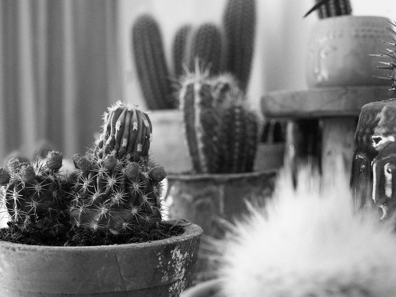 Een cactustuin in de woonkamer van Martijn Wit
