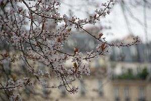 Say you're in Paris without saying you're in Paris