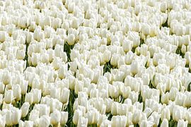 White Tulips by Hans Tijssen